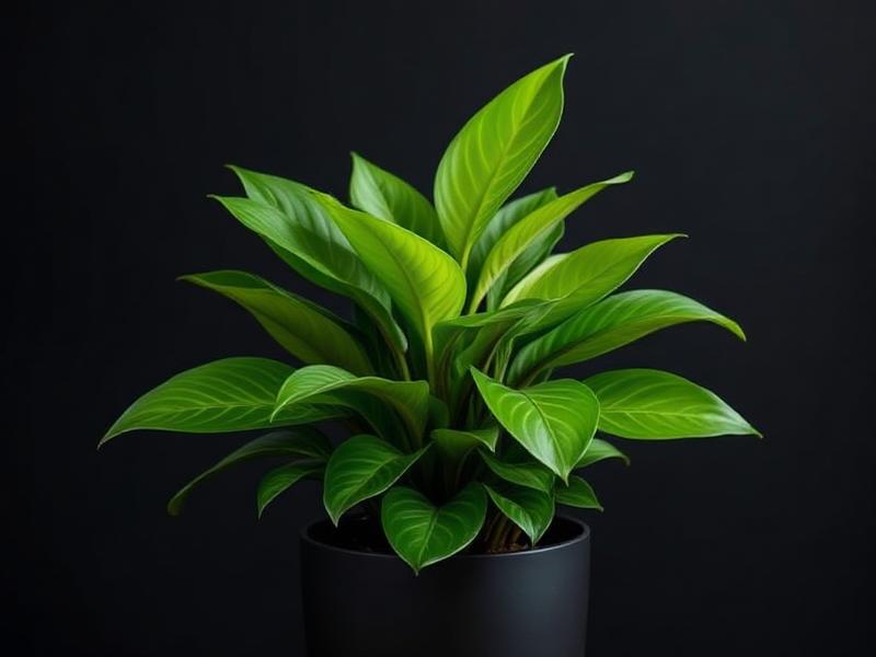 ZZ Plant in a contemporary planter